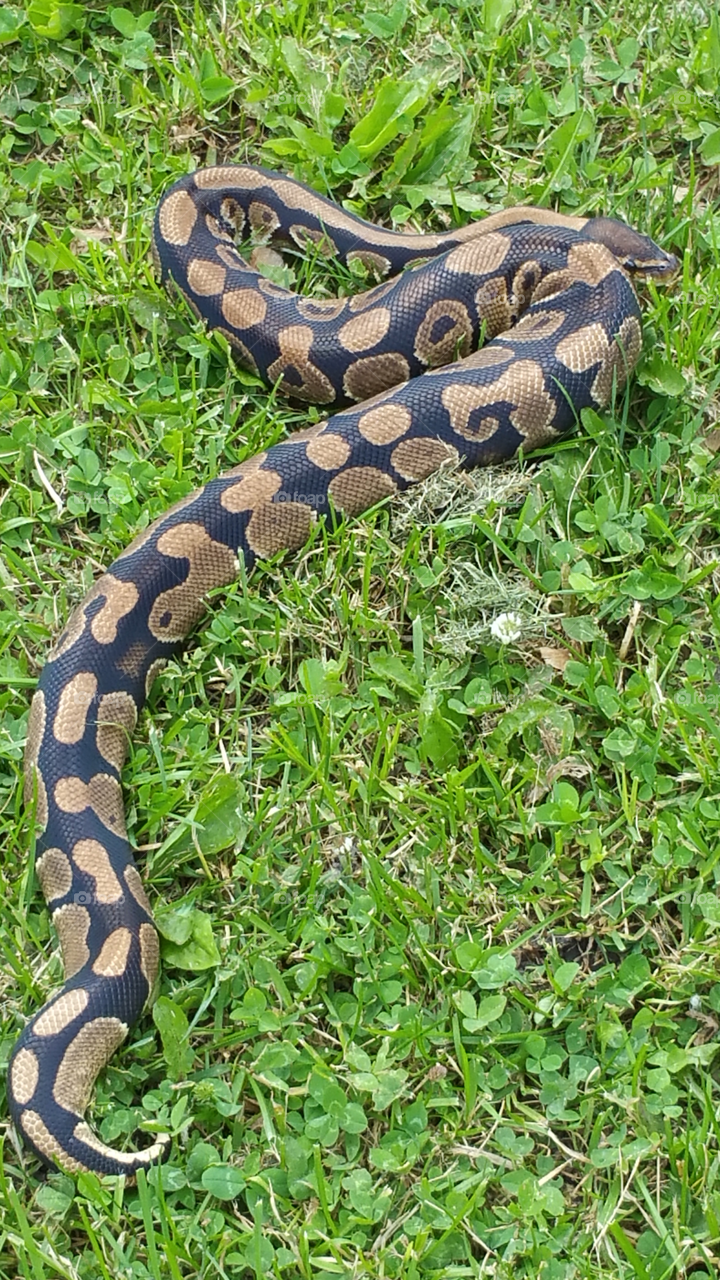 pet ball python in grass