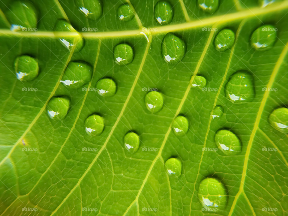 full frame shot of water drops on green bodhi leaves