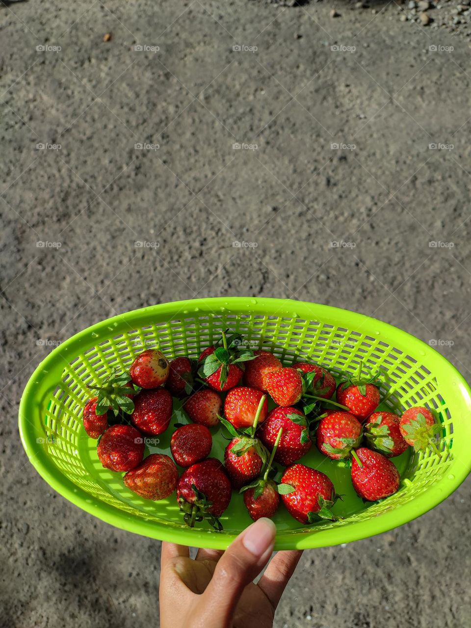 Strawberry Harvest