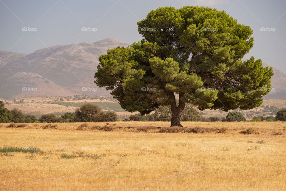 Big tree in Spain 
