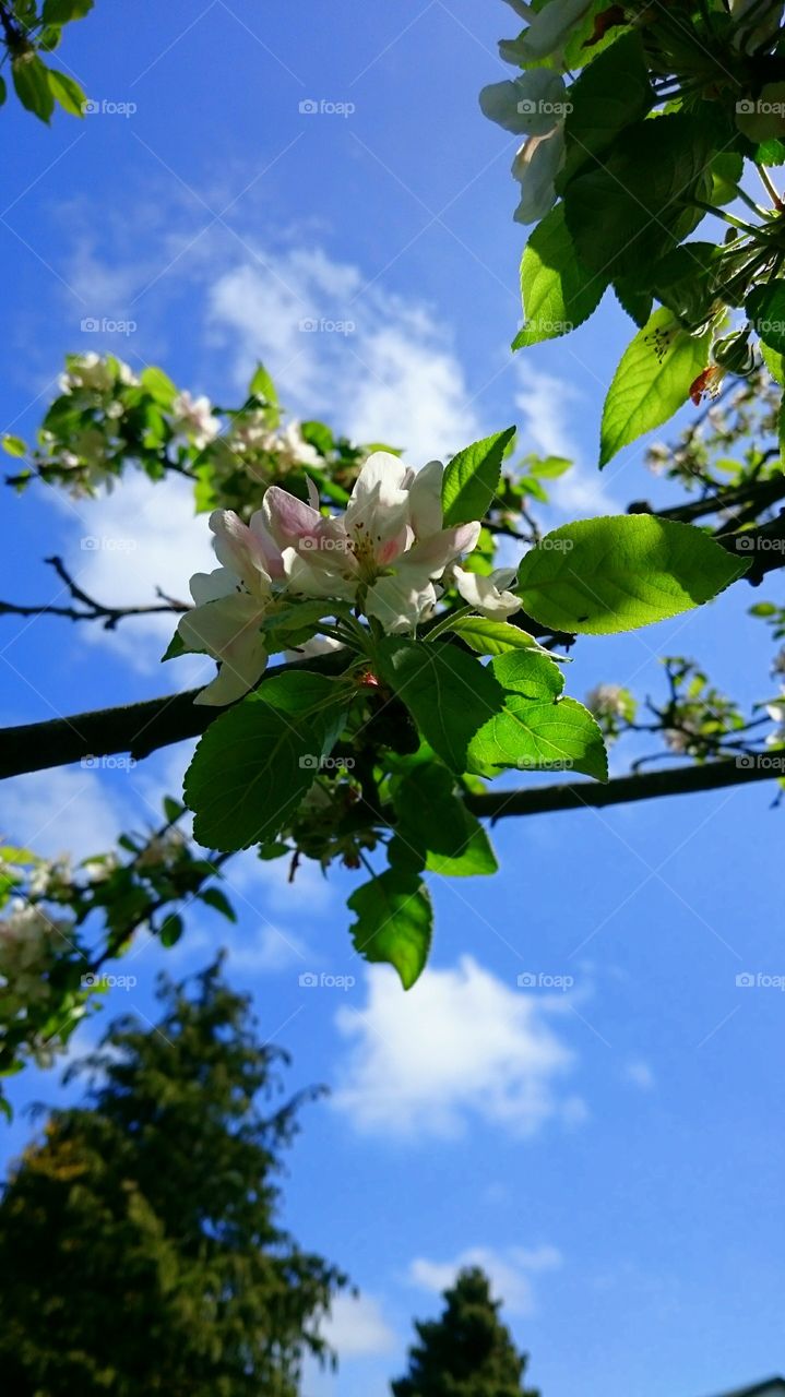 apple flower 