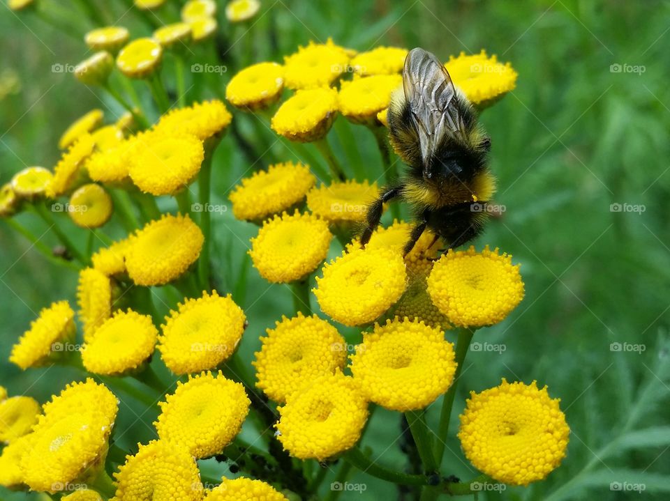 Bumblebee on yellow flowers