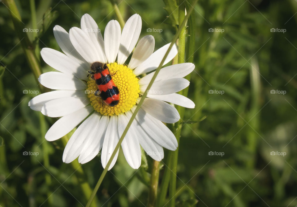 Portrait of a plant