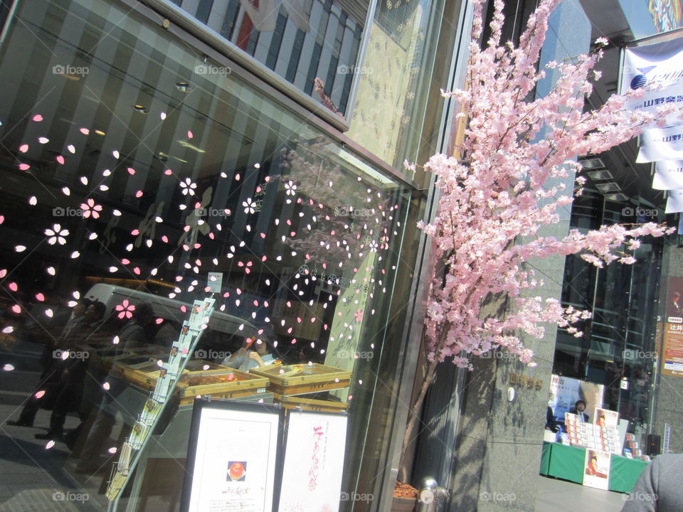 Cherry Blossoms in Tokyo, Japan. Sakura Season Store Window Display