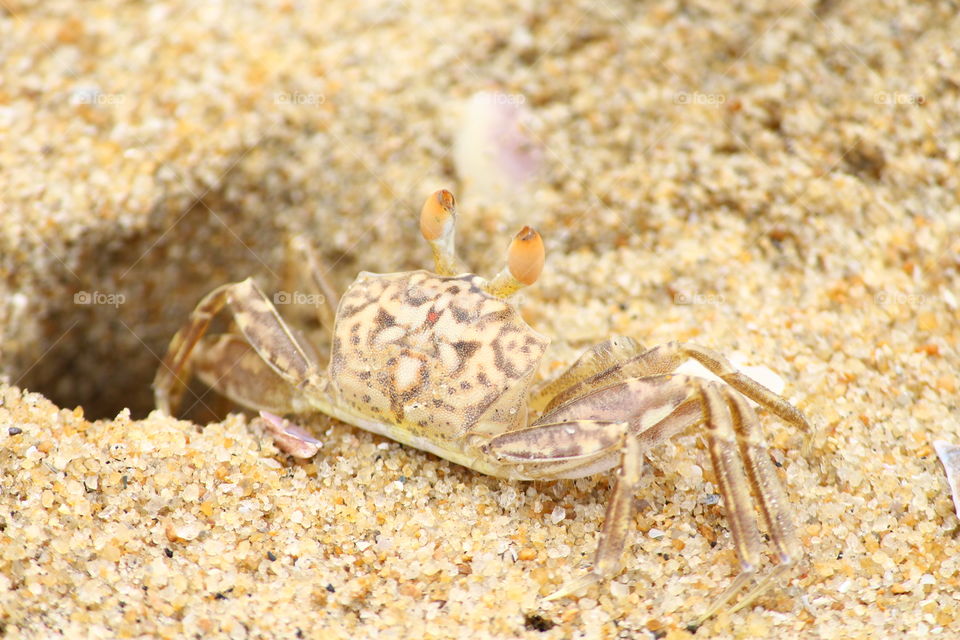 Crab