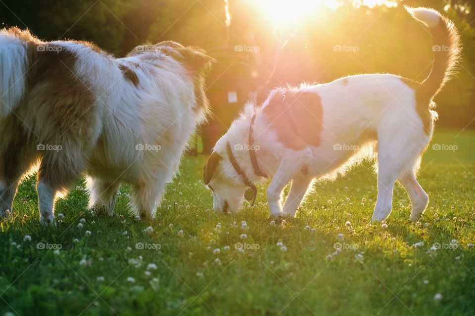 Beautiful terrier hound mixed breed dog playing in field of grass in summer evening sunlight 