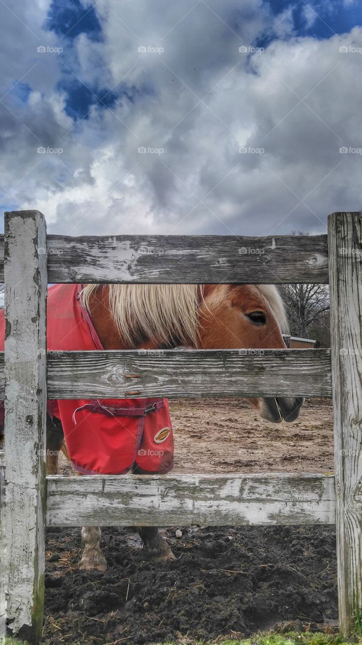 Panoramic view of a horse in barn
