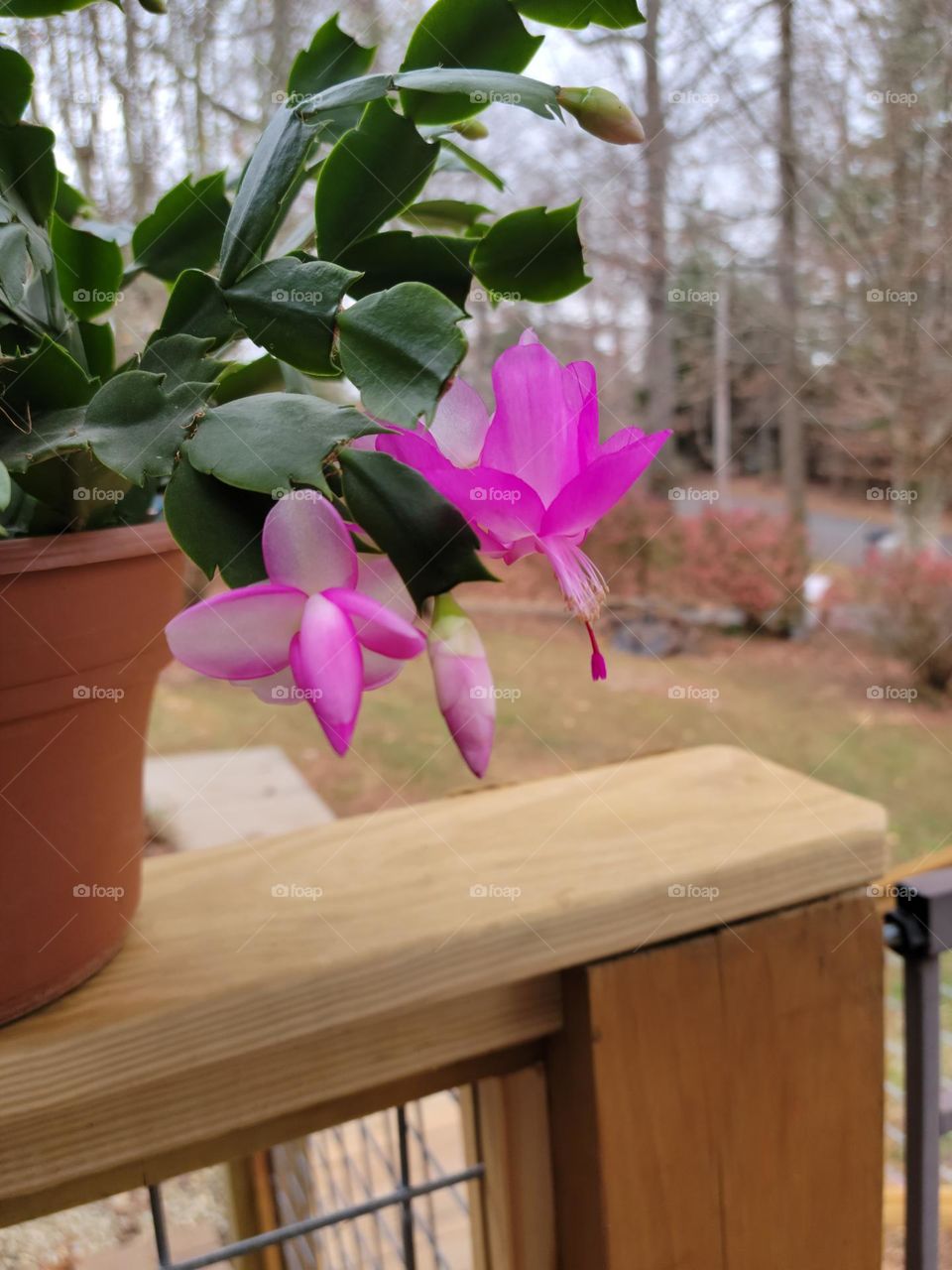 Christmas cactus blooming