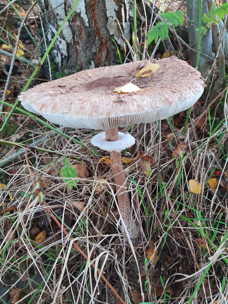 Pilz am Wegesrand