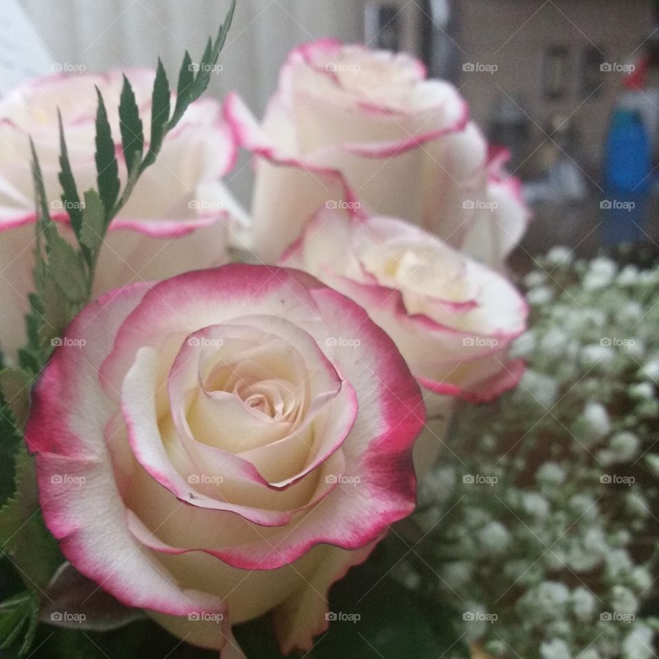 pretty roses. get well roses