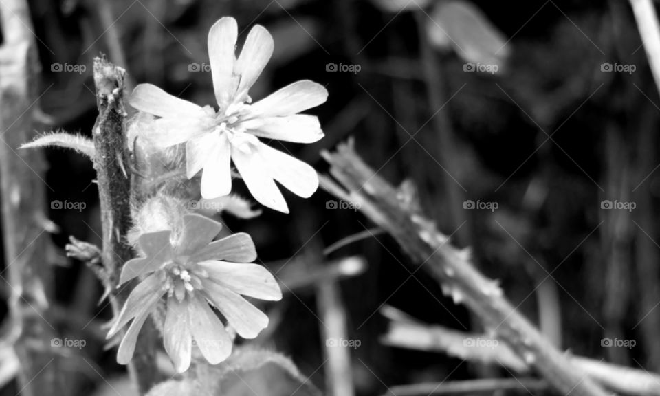 Tiny flowers among thorns. England, January 2020.
