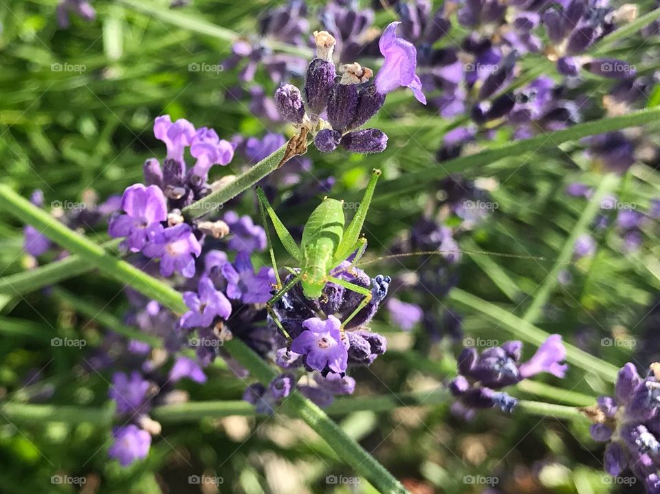 Lavendel Grasshopper 