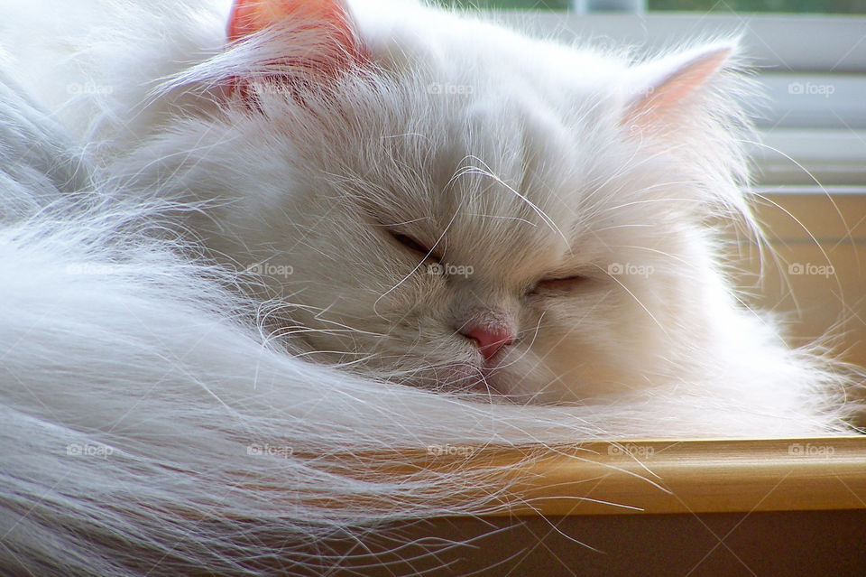 Pearl is curled up in her favorite spot for taking long catnaps.