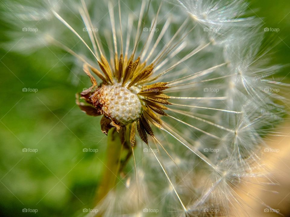 Dandelion 