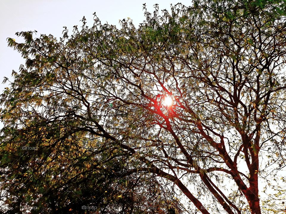 tree and sun