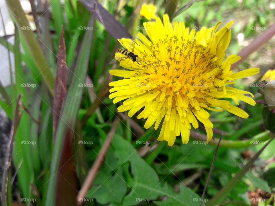 Dandelions with tiny fly