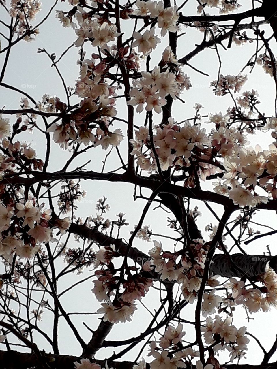 Prunus nigra ‘Princess Kay’  tree