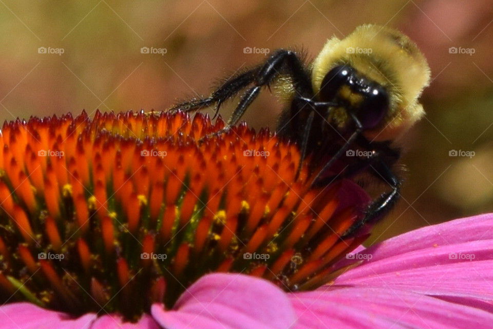amazing bee in action