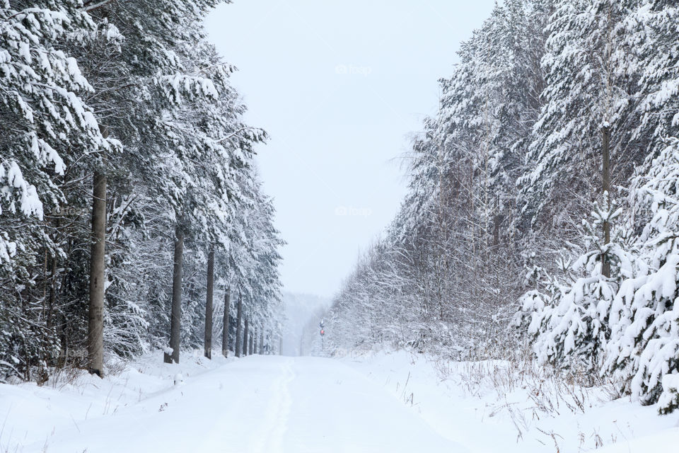 winter forest