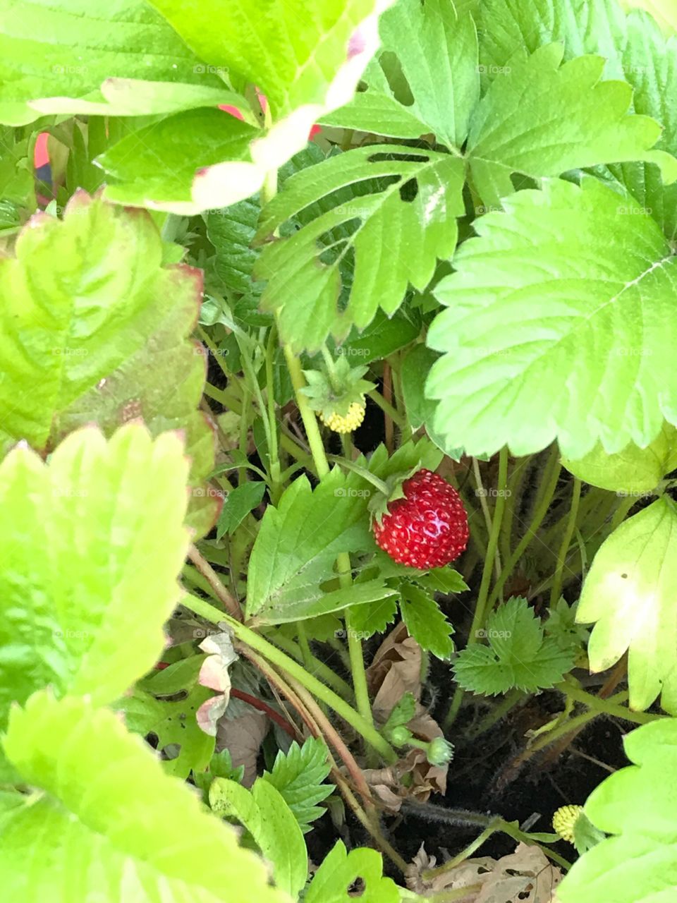 Fragoline di bosco