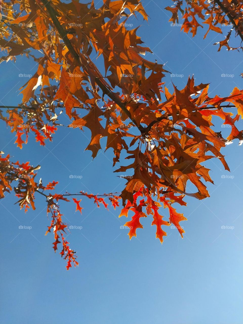 Autumn Leaves vs Blue Skies