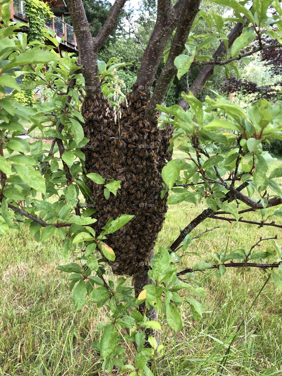 A swarm of bees on a plum tree
