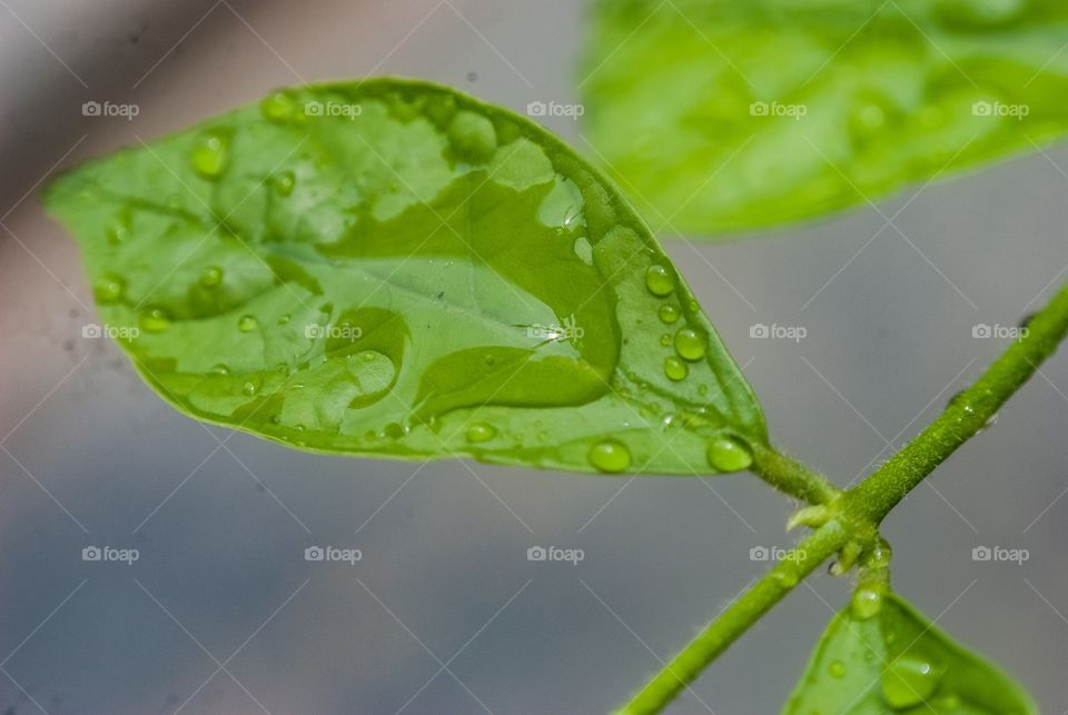 beautiful macro shot 