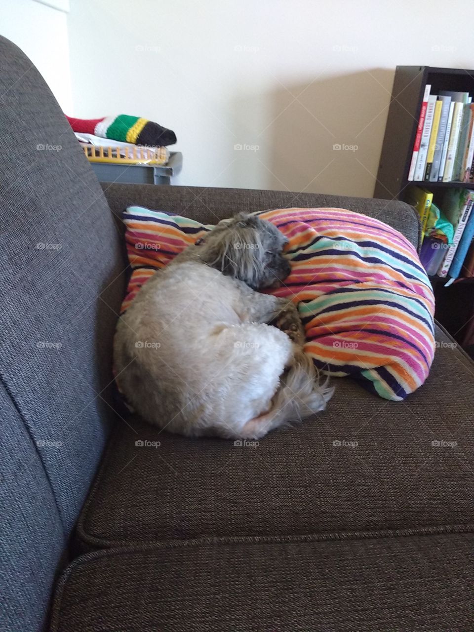 our dog napping on our couch