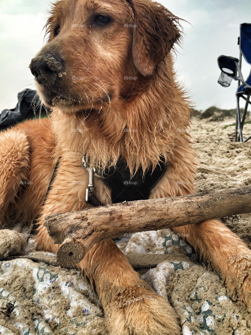 Golden in the Beach