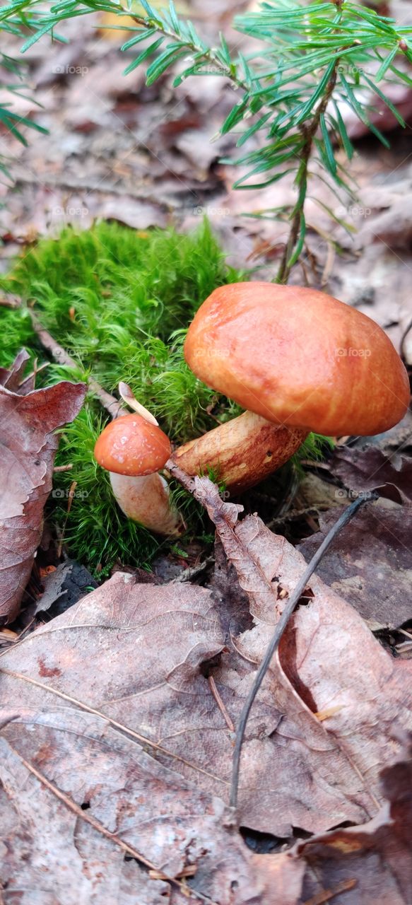 Nice walk in a forest in autumn.