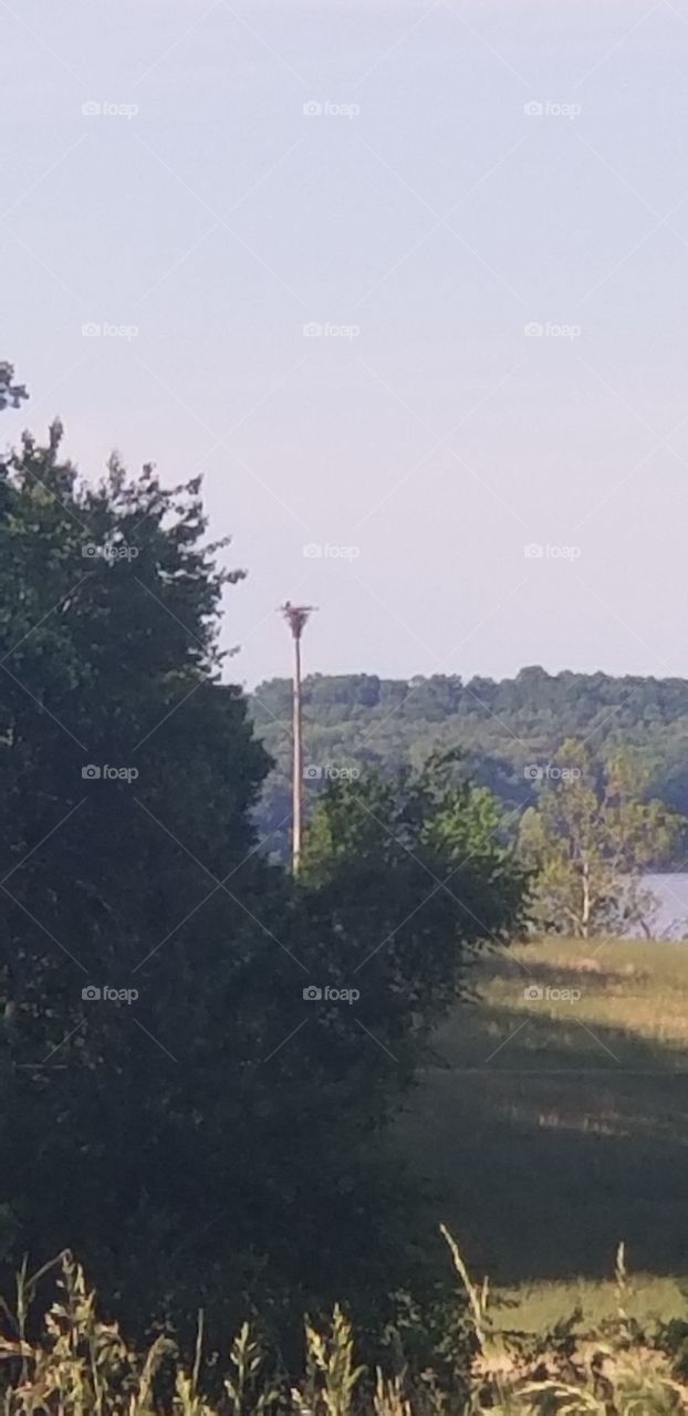 A far away Eagle in its nest