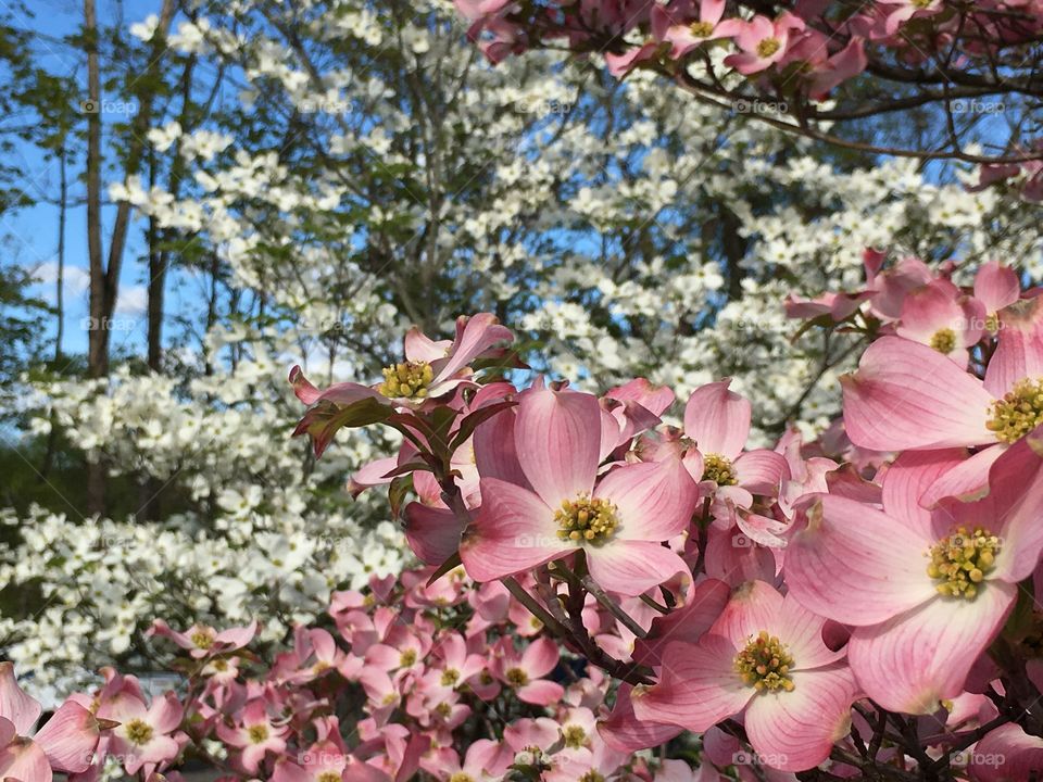 Pink over white dogwoods 