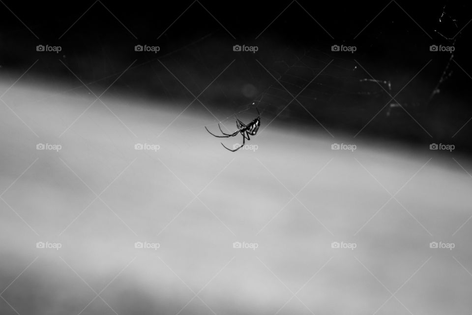 Monochrome spider
