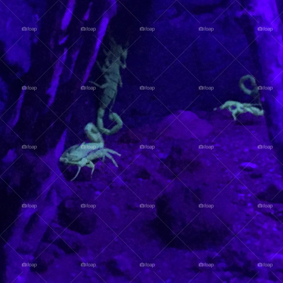 Black light scorpions