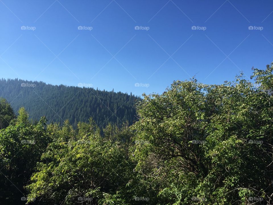 No Person, Tree, Nature, Wood, Landscape