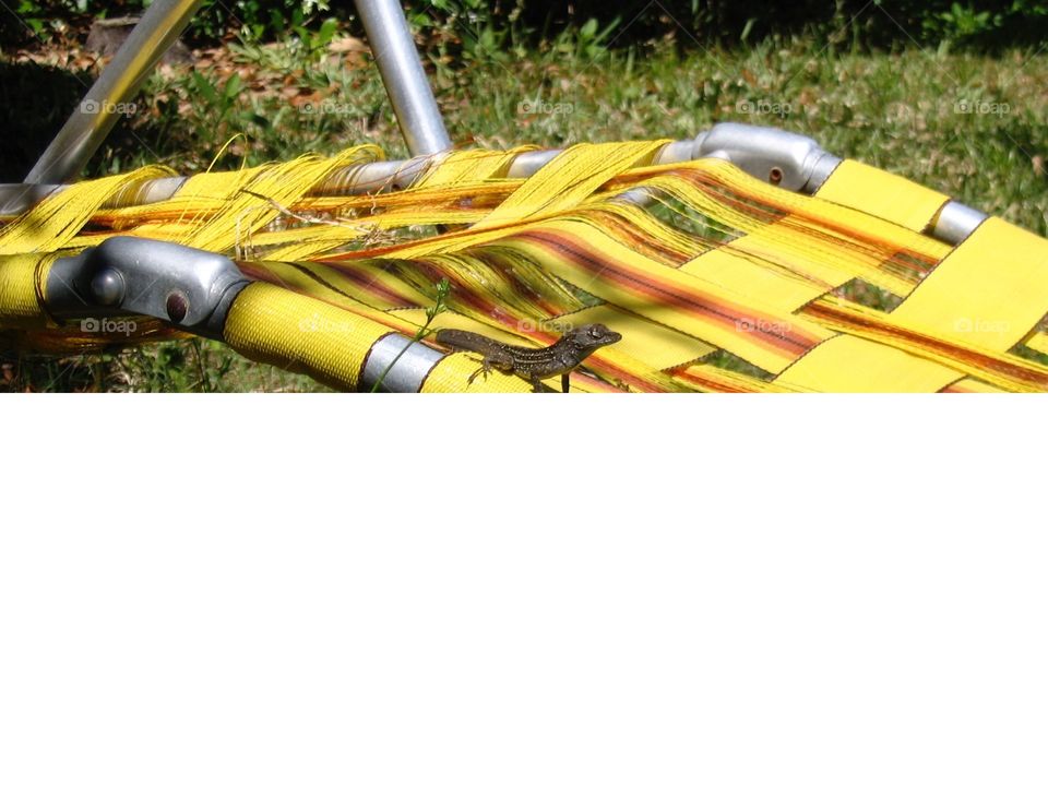 Sunbather on a yellow lawn chair. Florida Lizard, sunbathing on yellow lawn chair