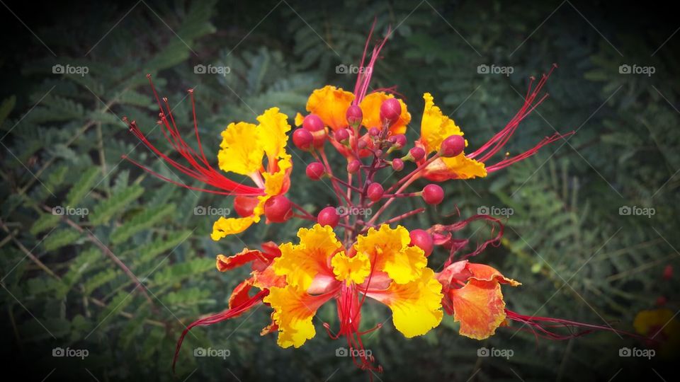 Bird of Paradise Flowers