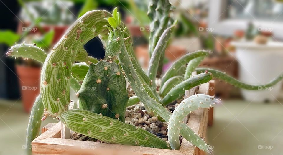 Unique plants, succulents Senecio and Kleinia thriving together in a wooden planter! 