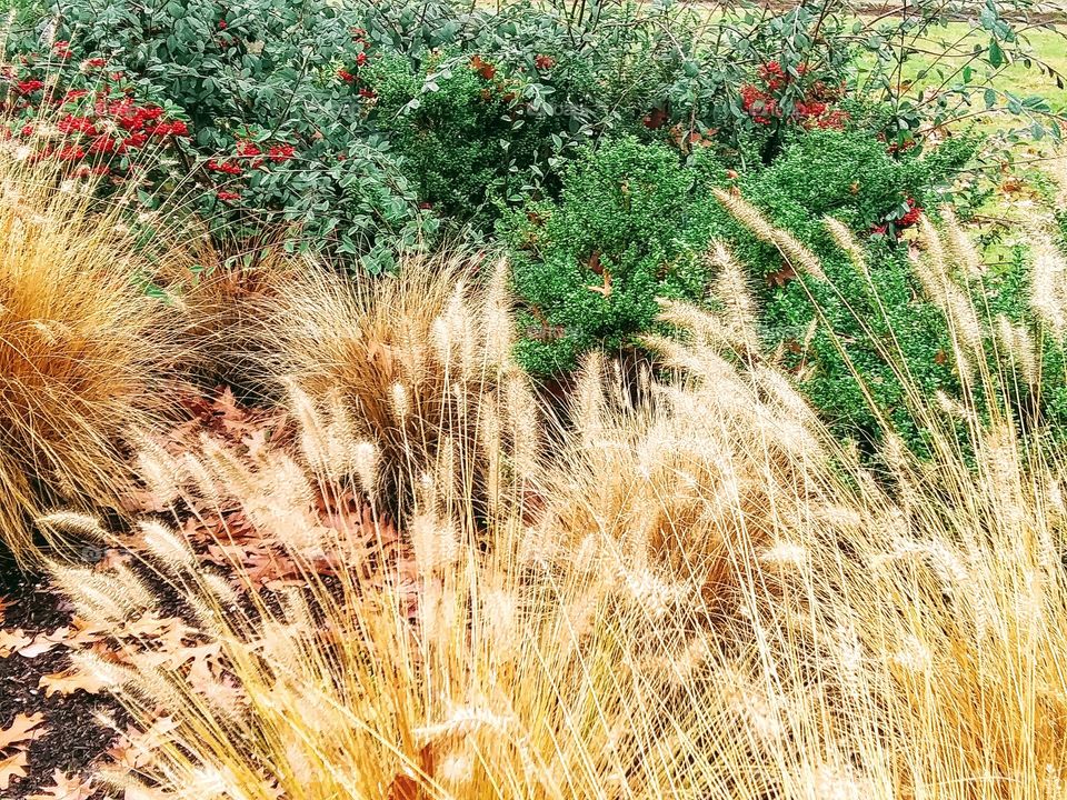 ornamental grass in landscape