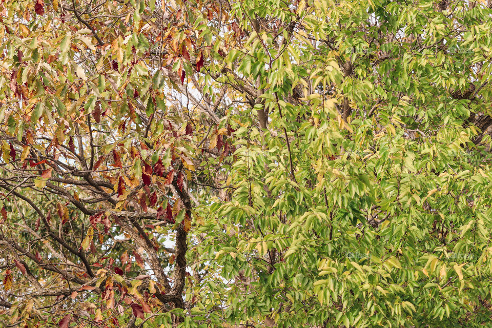 fall colors on trees