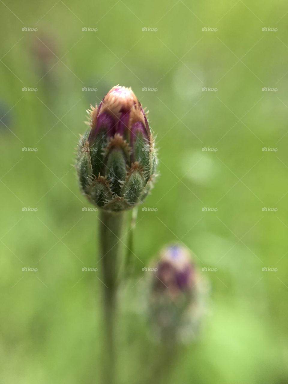 Cornflower bud