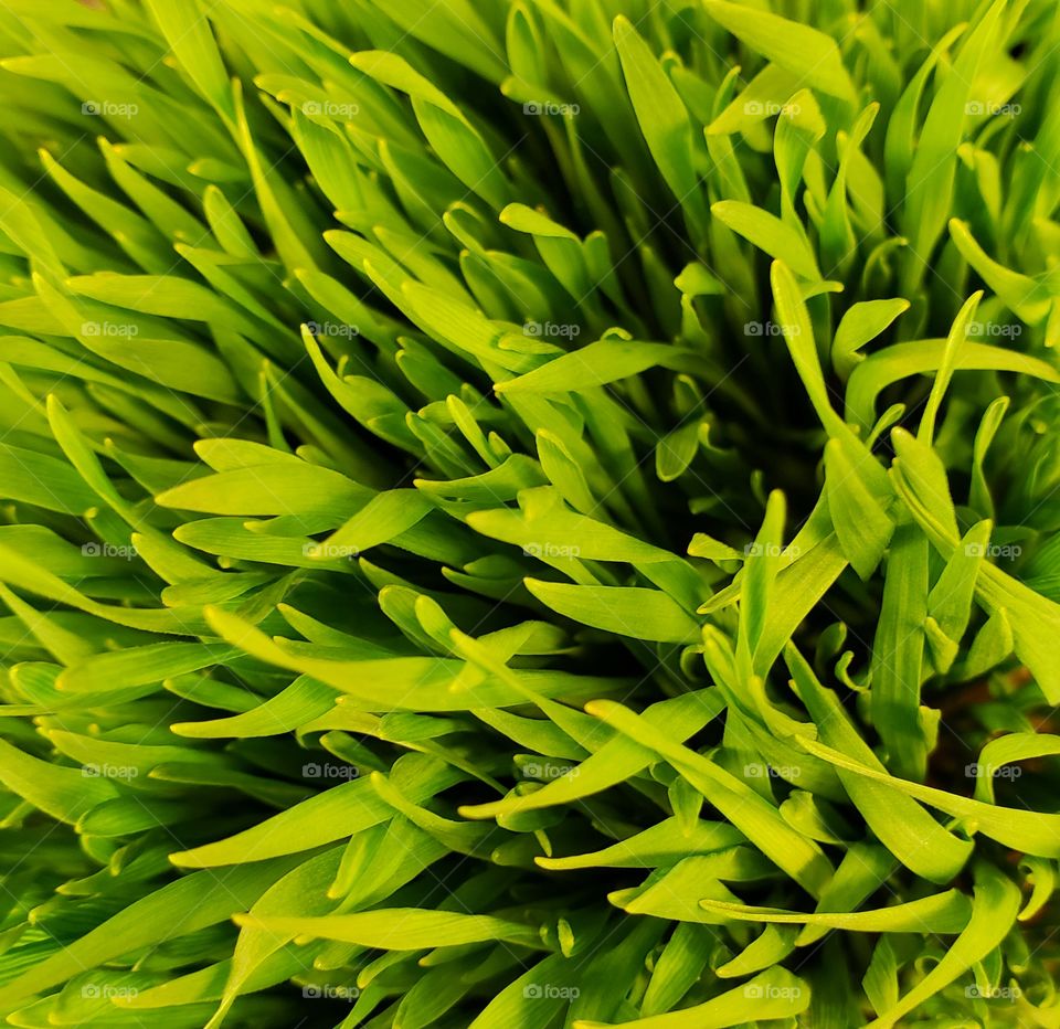 Closeup of details and texture of fresh green herbs with grassy leaves at the local market