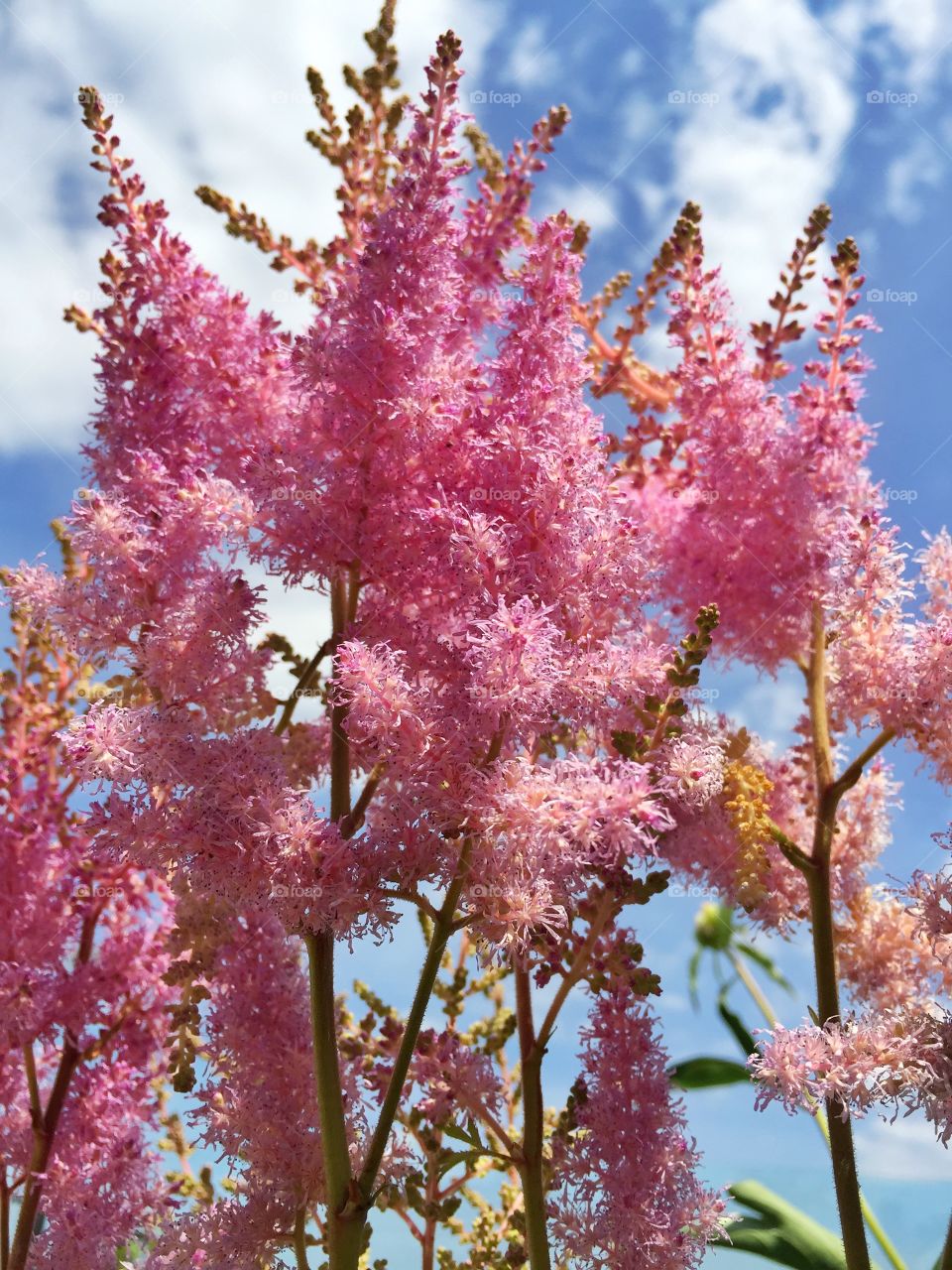 Close-up of pink flower