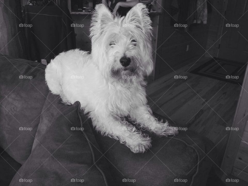 Westie