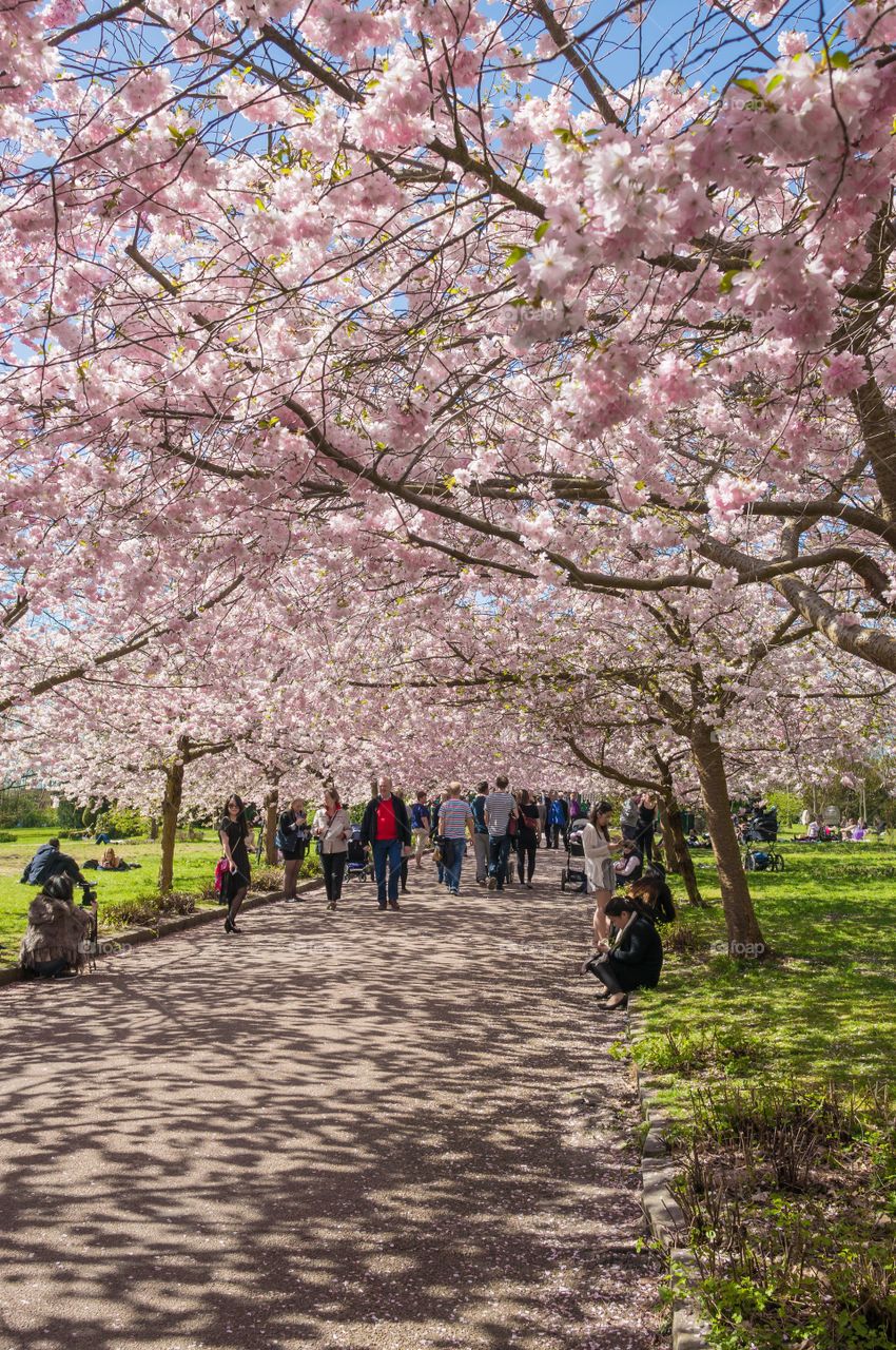 Pink park