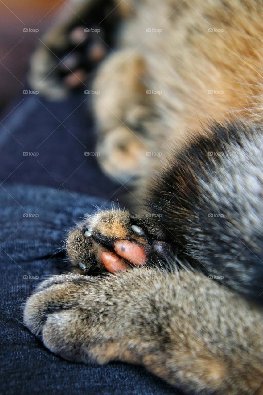 Close up of the Pars of a tabby senior cat relaxing at home 