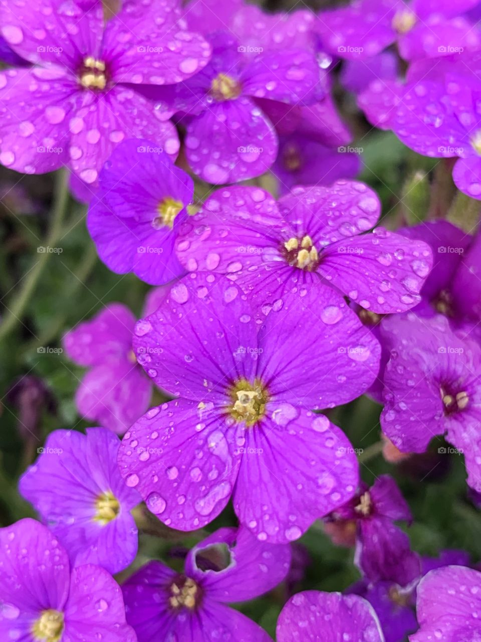 Moisture on purple flowers