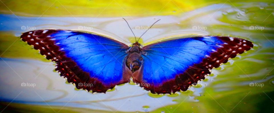 Bright Blue Butterfly