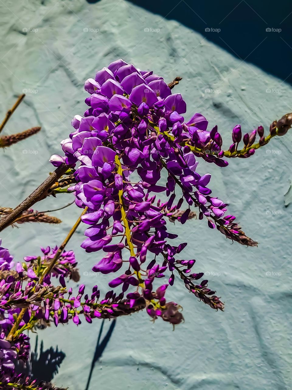 Spring has arrived and these beautiful purple flower blooms are evidence of the change of seasons 