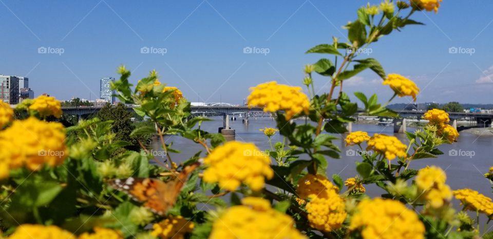 A monarch butterfly sitting on a yellow flower bush on the side of a bridge, above a river in Arkansas.